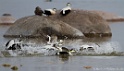 Eider à duvet